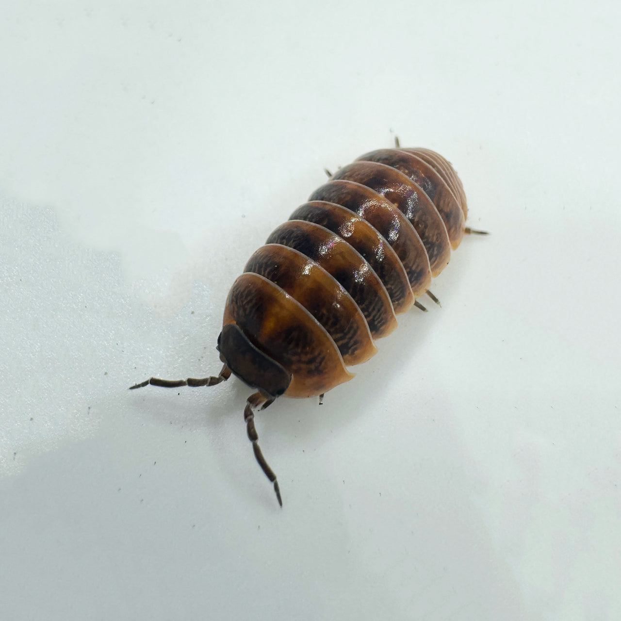 Armadillidium Vulgare "Punta Cana"