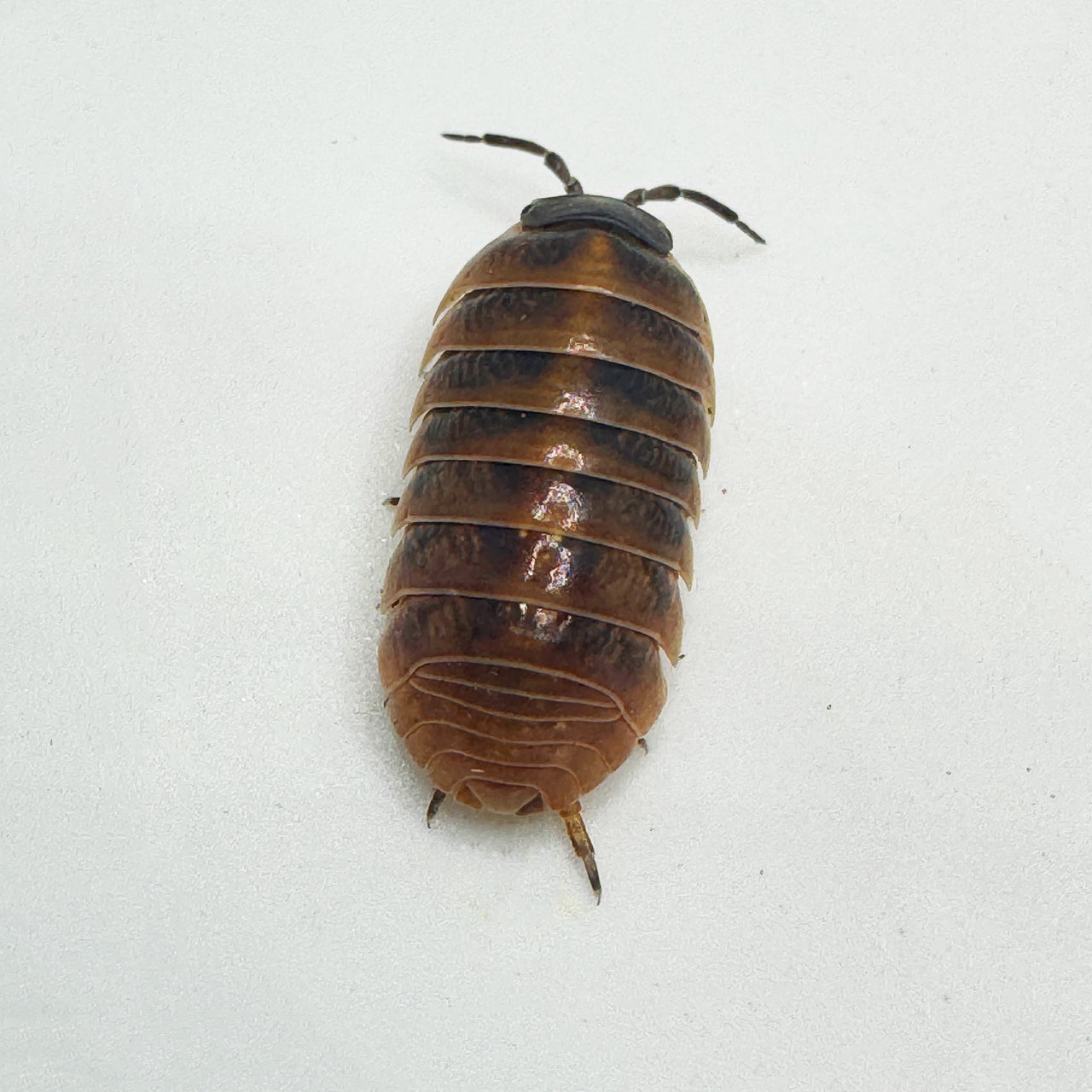 Armadillidium Vulgare "Punta Cana"