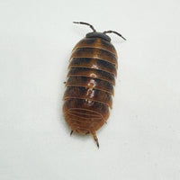 Thumbnail for Armadillidium Vulgare 