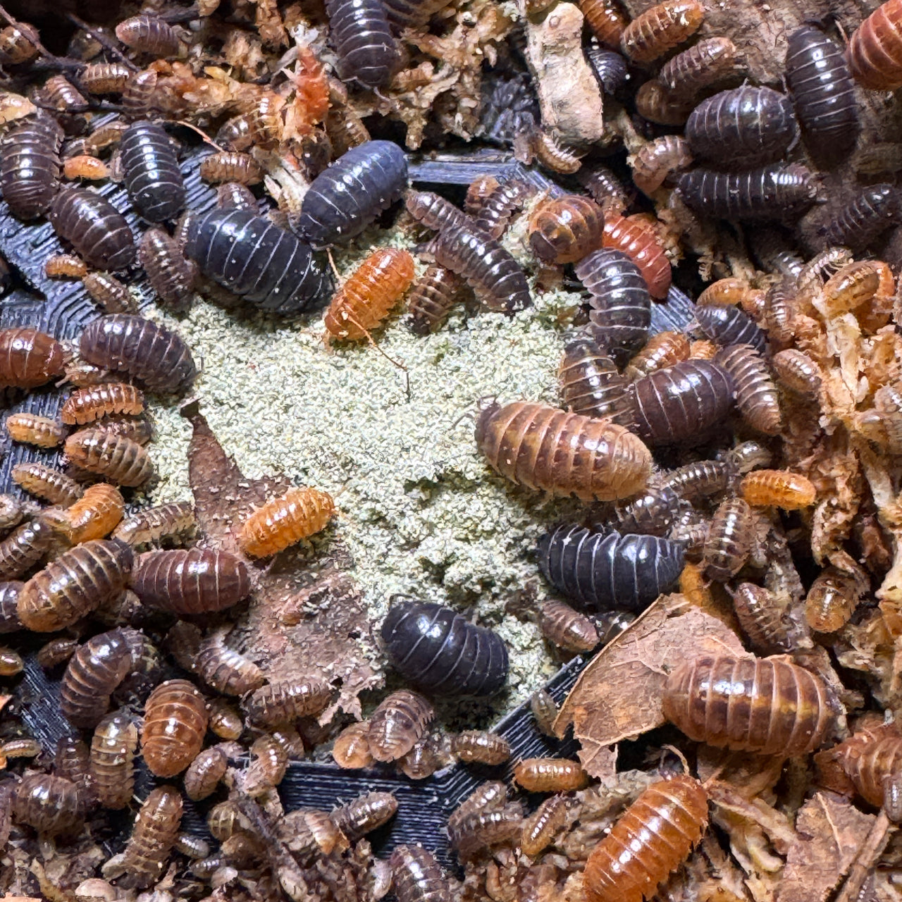 Armadillidium Vulgare "Punta Cana"