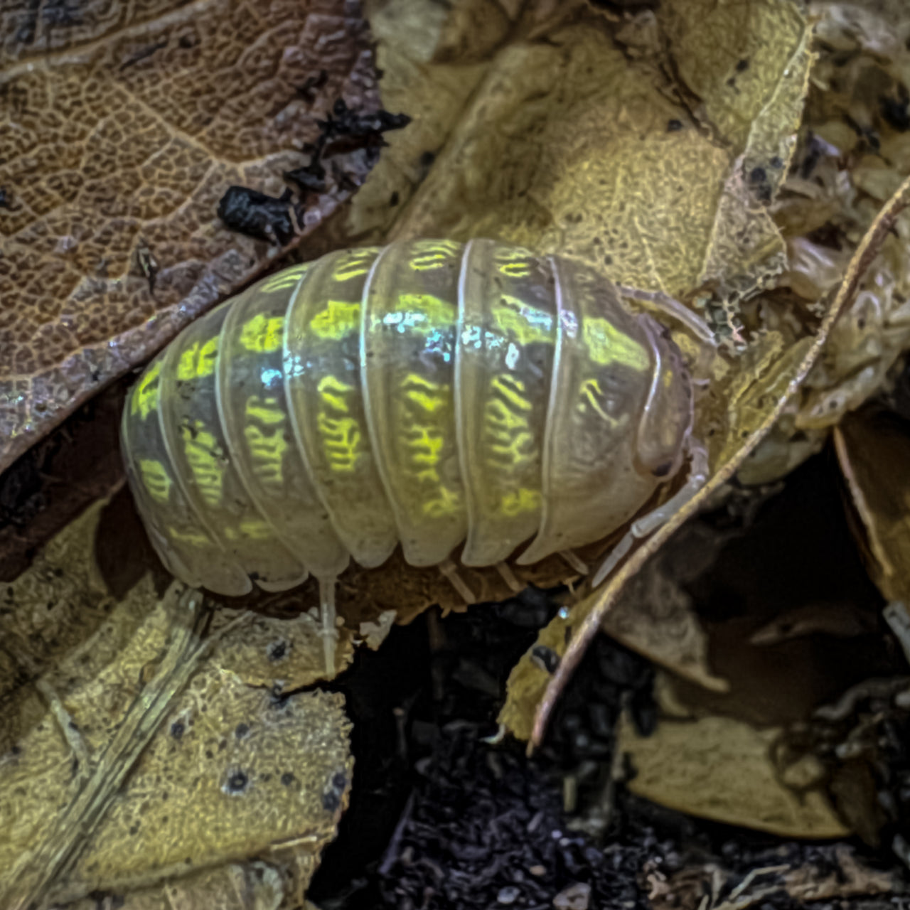 Armadillidium Vulgare "T+ Albino"