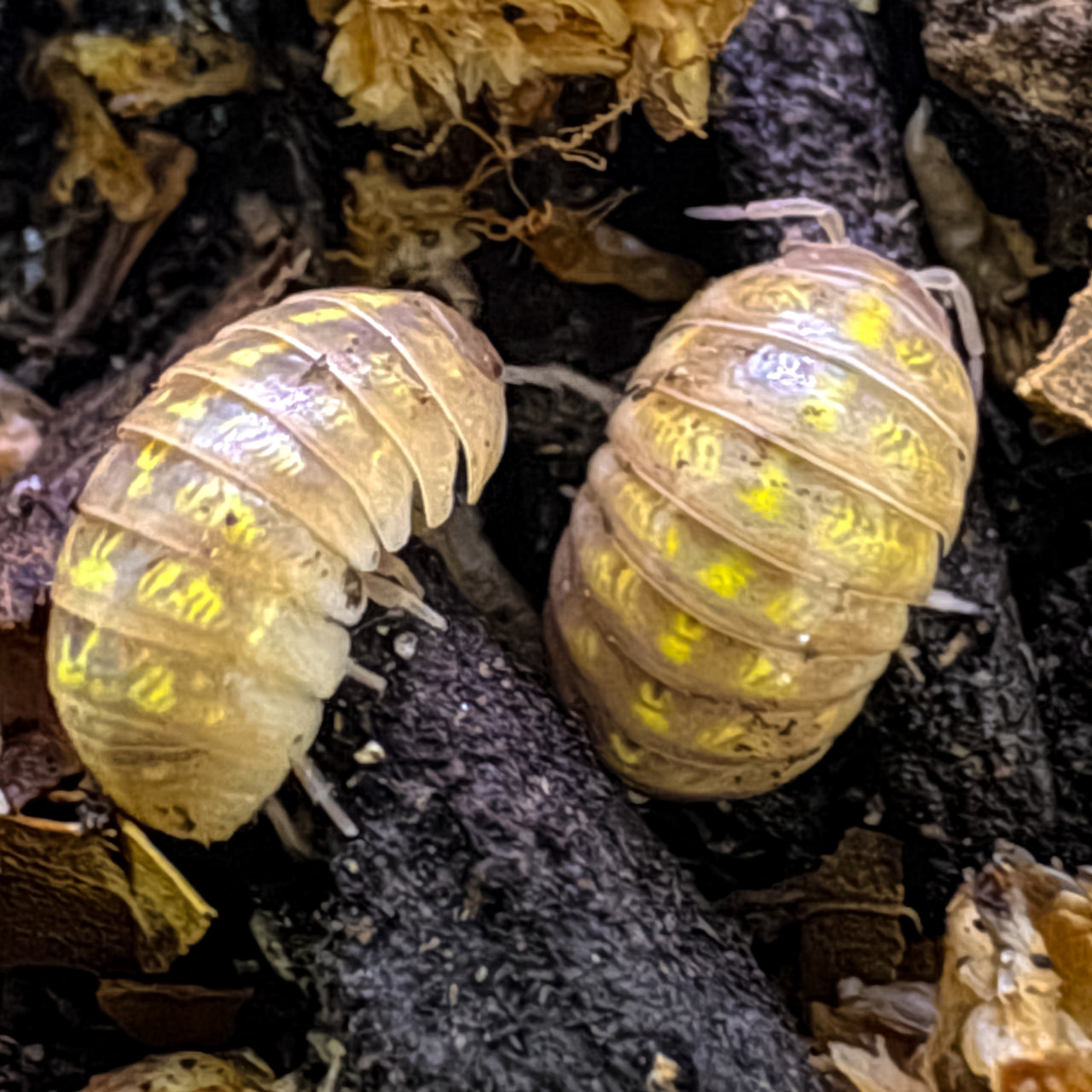 Armadillidium Vulgare "T+ Albino"