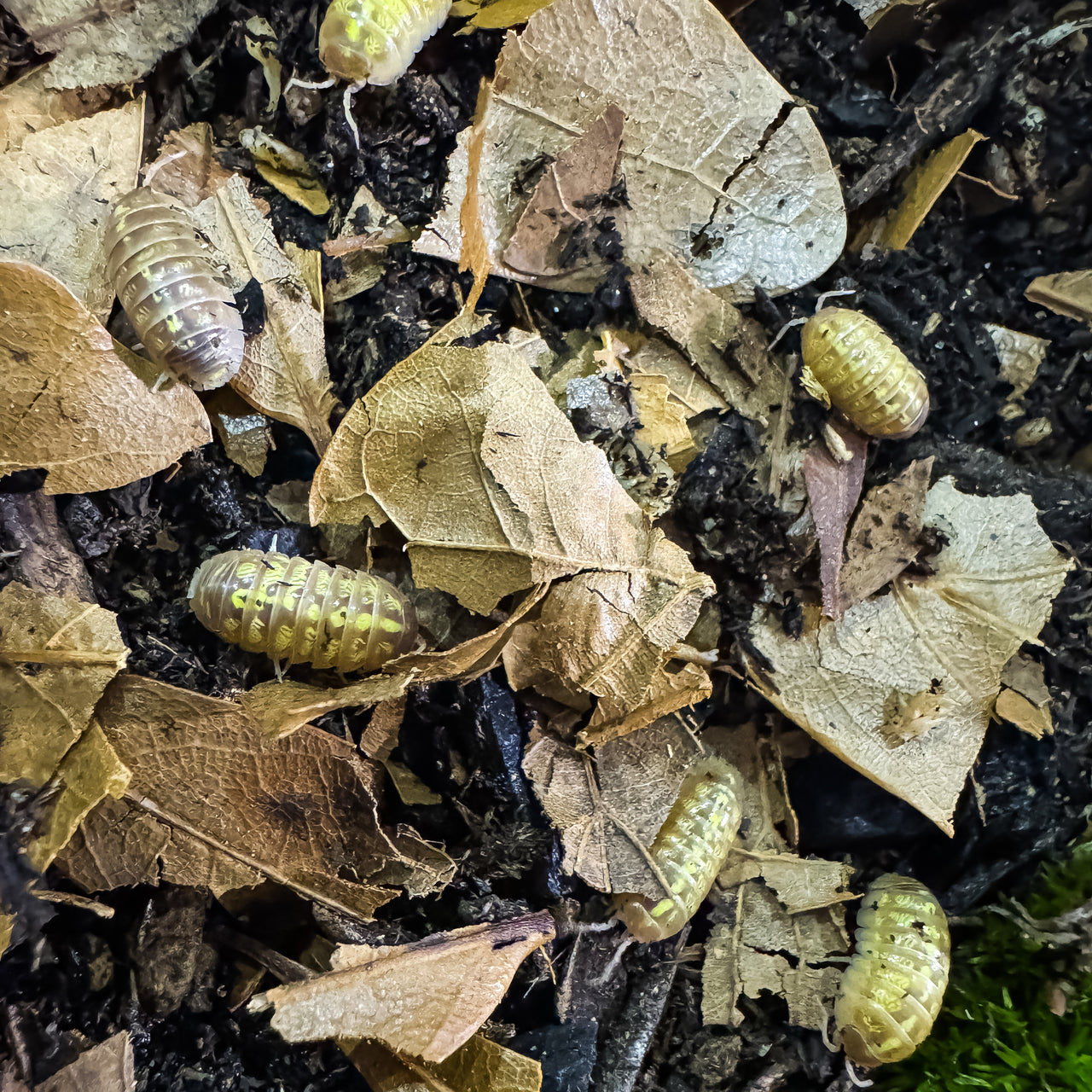 Armadillidium Vulgare "T+ Albino"