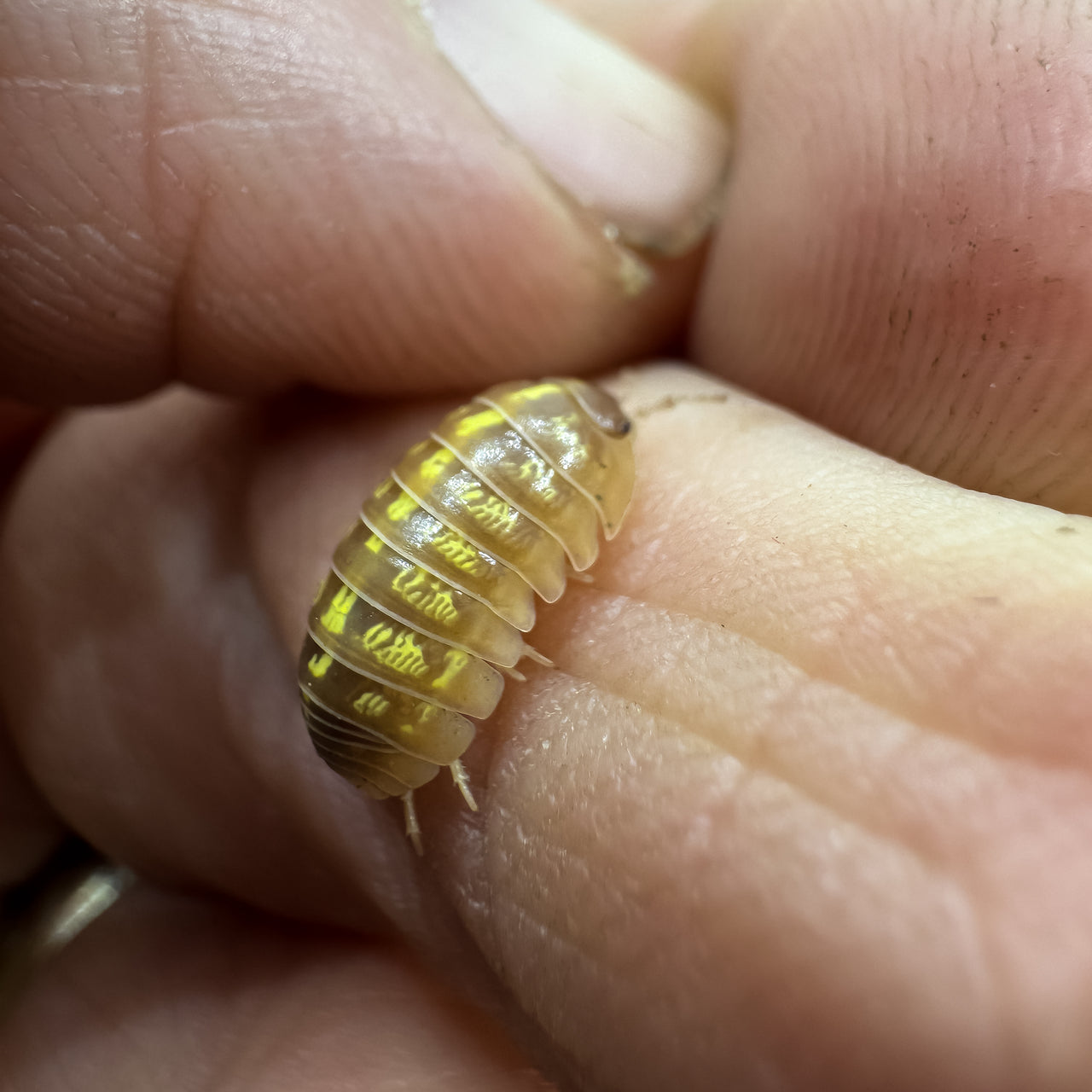 Armadillidium Vulgare "T+ Albino"