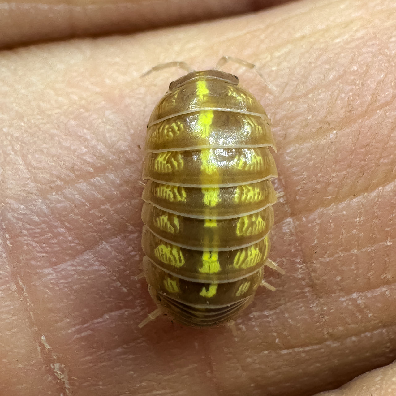 Armadillidium Vulgare "T+ Albino"