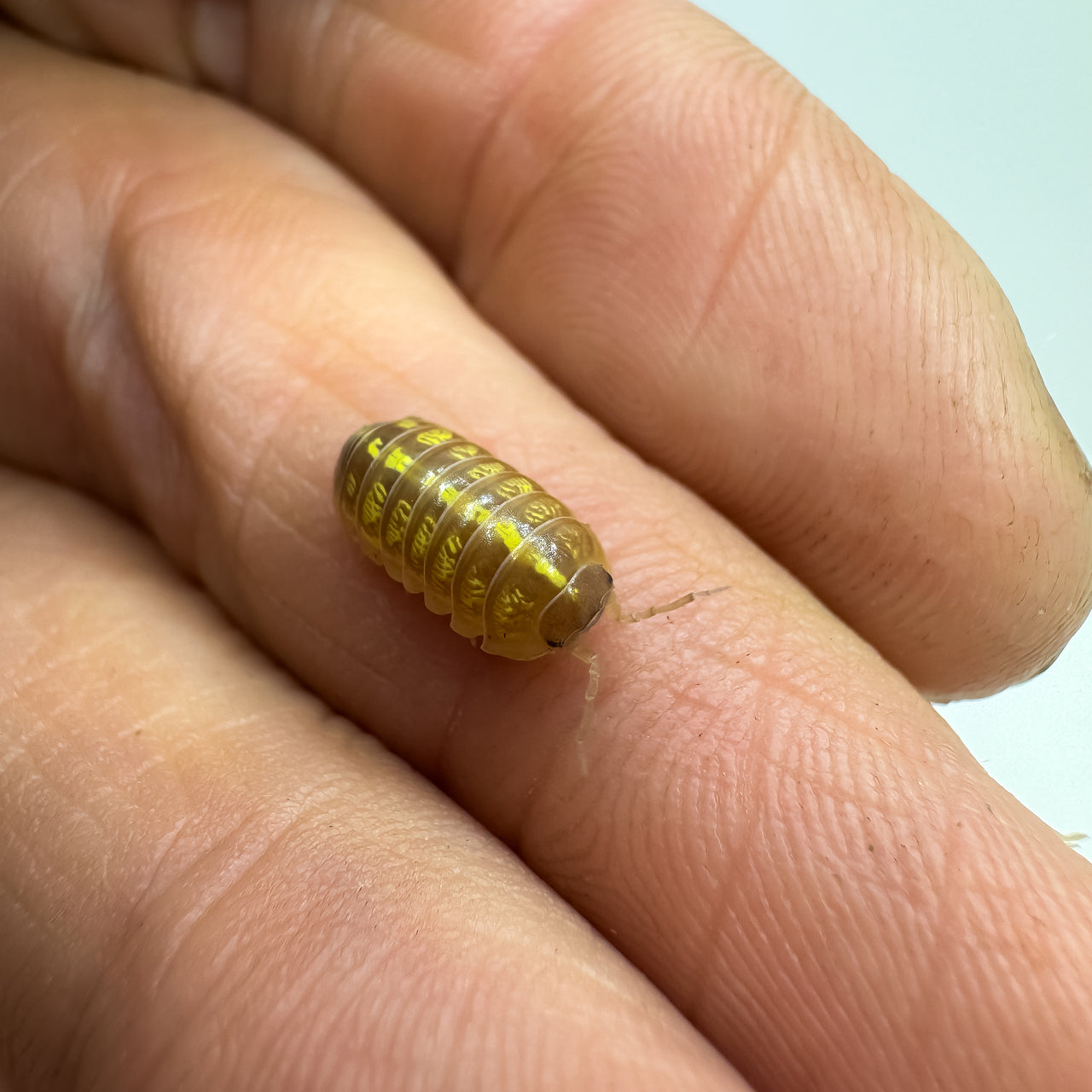 Armadillidium Vulgare "T+ Albino"