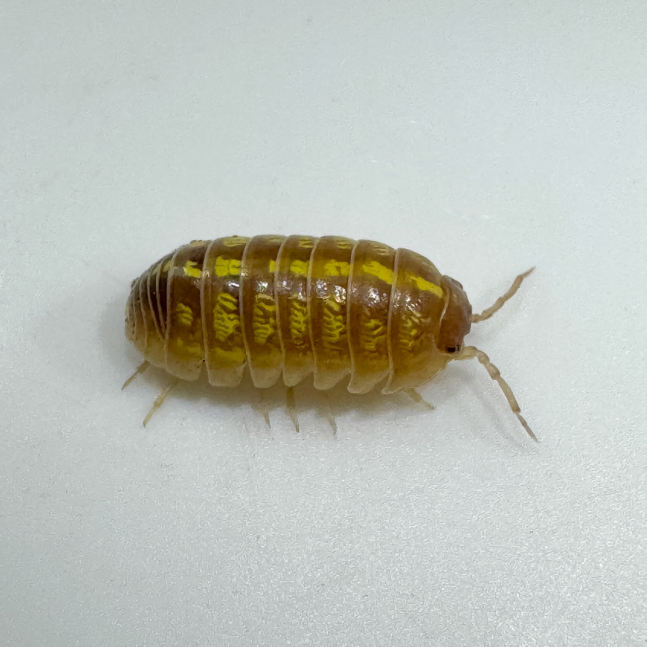 Armadillidium Vulgare "T+ Albino"