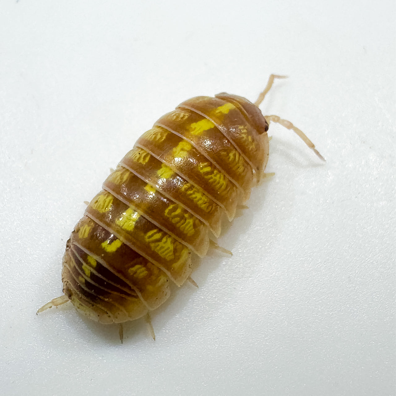 Armadillidium Vulgare "T+ Albino"