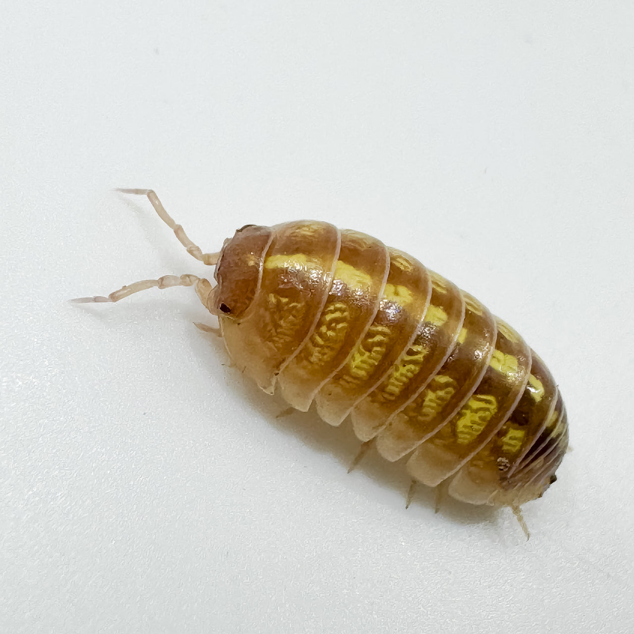 Armadillidium Vulgare "T+ Albino"