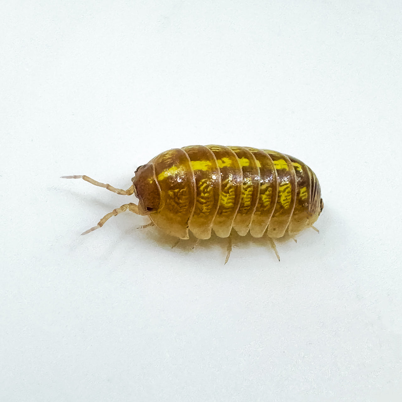 Armadillidium Vulgare "T+ Albino"