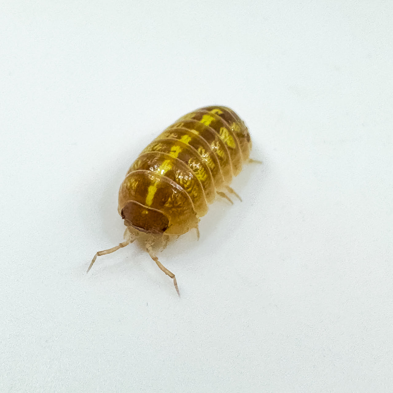 Armadillidium Vulgare "T+ Albino"