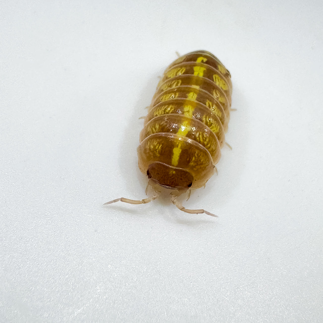 Armadillidium Vulgare "T+ Albino"