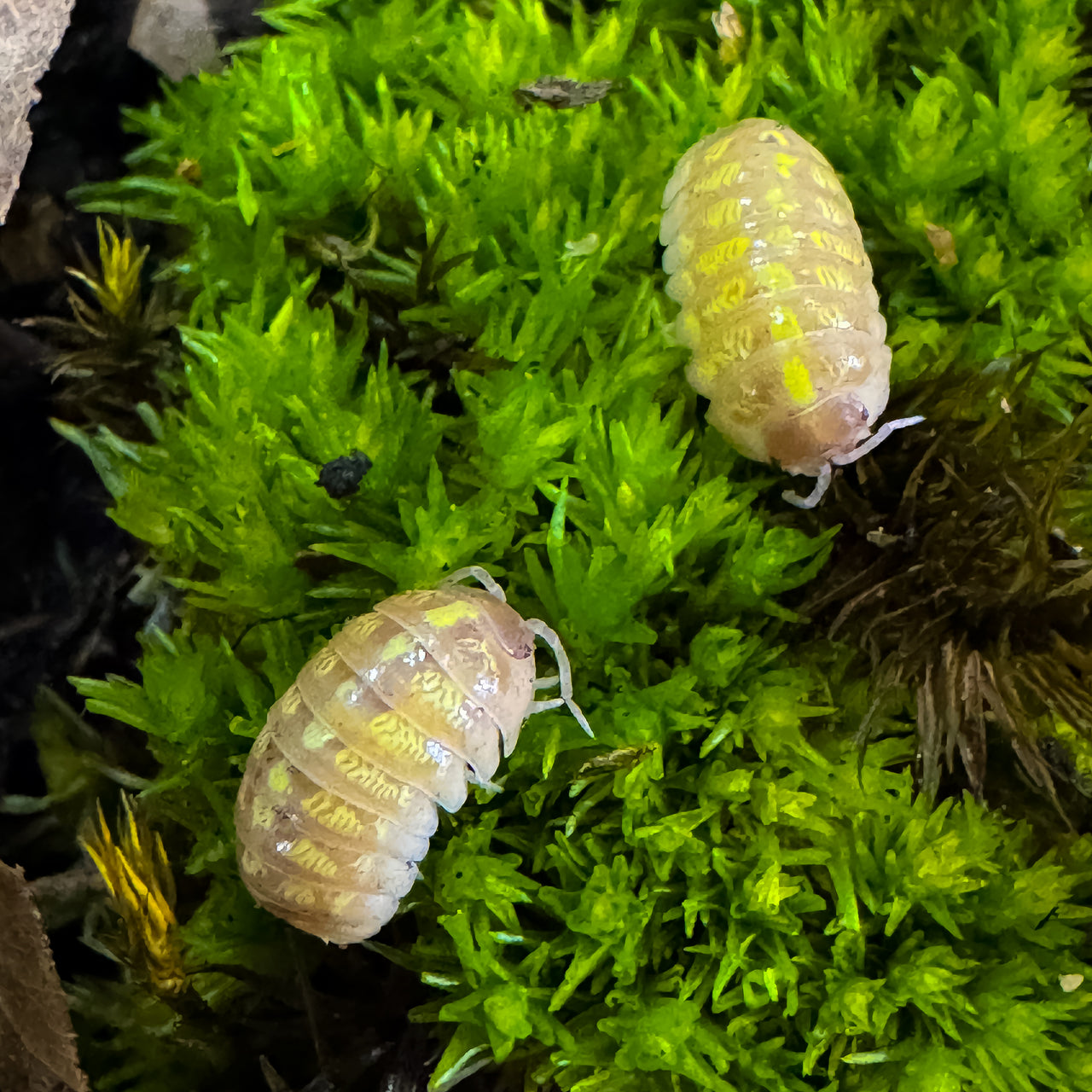 Armadillidium Vulgare "T+ Albino"