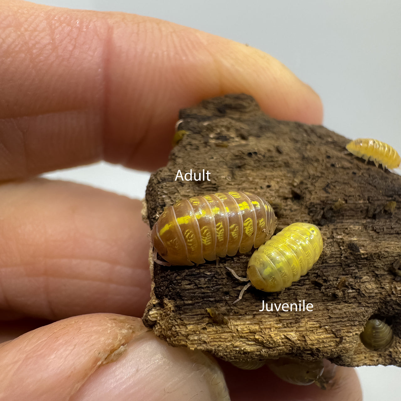 Armadillidium Vulgare "T+ Albino"