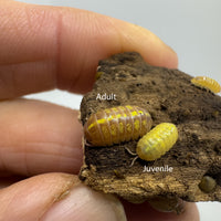 Thumbnail for Armadillidium Vulgare 