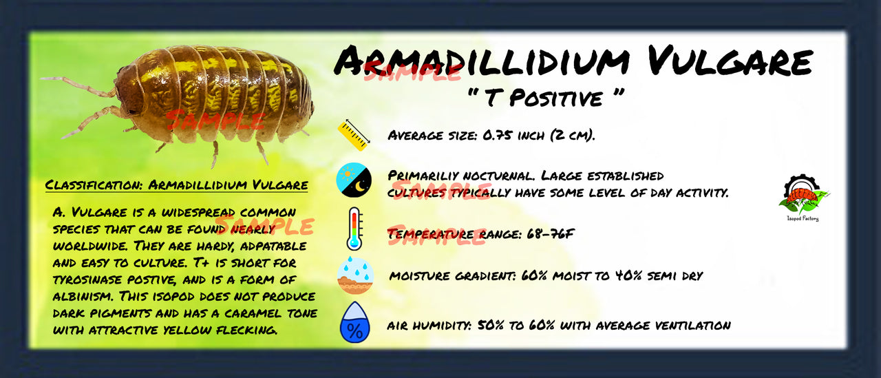 Armadillidium Vulgare T Positive Isopod Bin Label