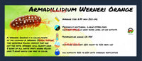 Thumbnail for Armadillidium Werneri Orange Isopod Bin Label