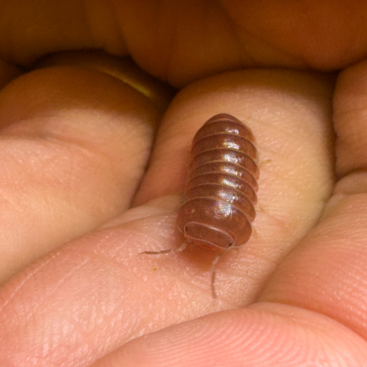 Armadillo Officinalis Orange Crush Isopod