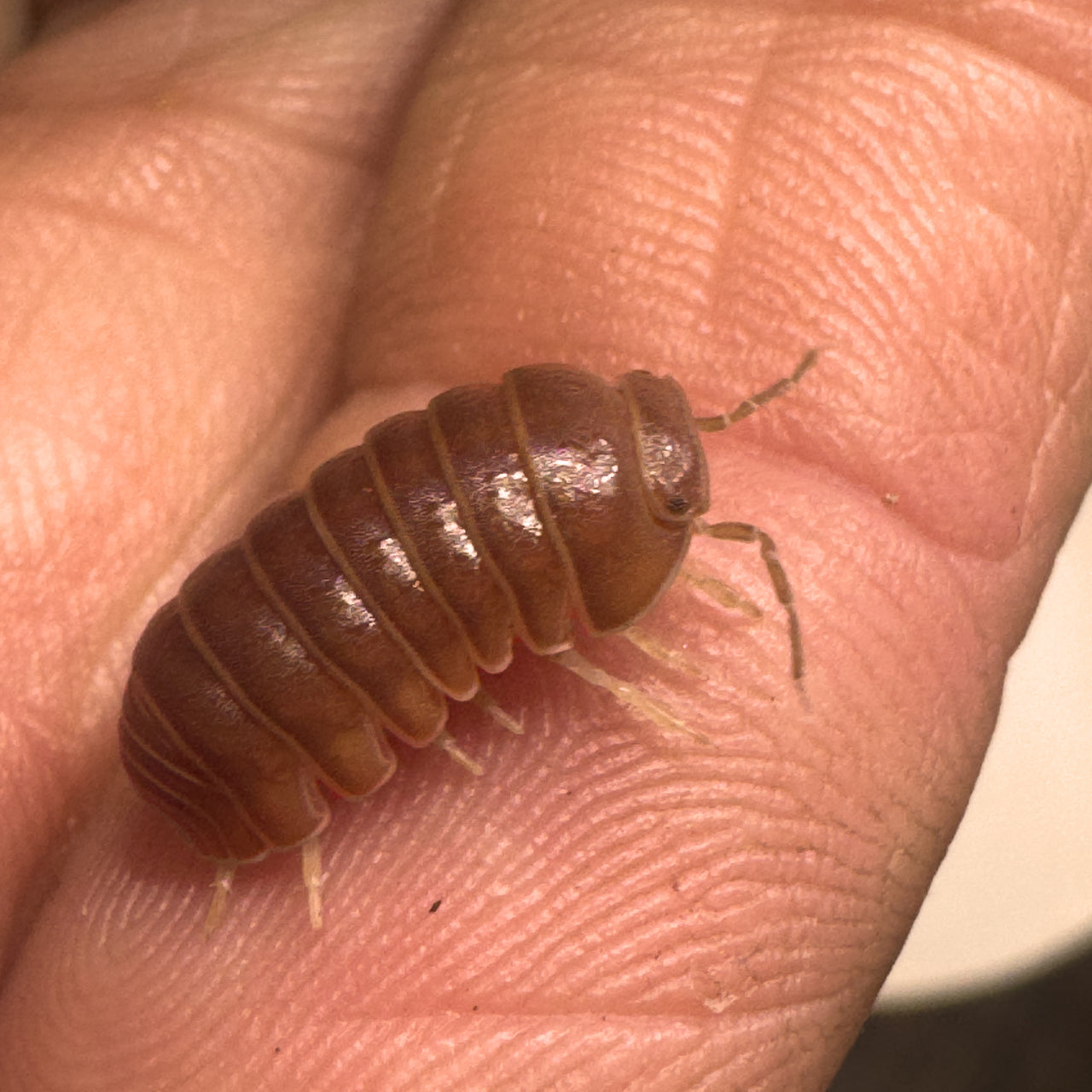 Armadillo Officinalis Orange Crush Isopod