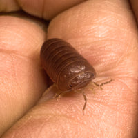 Thumbnail for Armadillo Officinalis Orange Crush Isopod