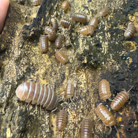 Thumbnail for Armadillo Officinalis Orange Crush Isopod