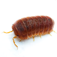 Thumbnail for Armadillo Officinalis Orange Crush Isopod