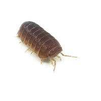 Thumbnail for Armadillo Officinalis Orange Crush Isopod