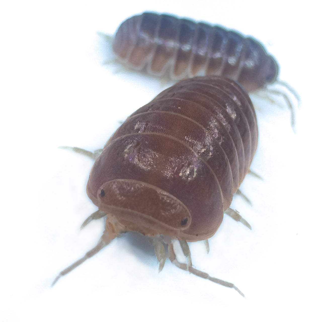 Armadillo Officinalis Orange Crush Isopod
