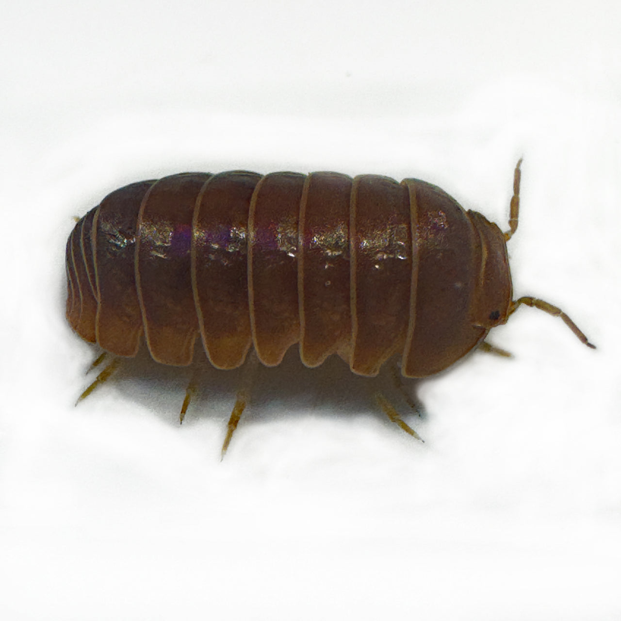 Armadillo Officinalis Orange Crush Isopod