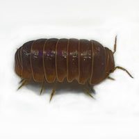 Thumbnail for Armadillo Officinalis Orange Crush Isopod