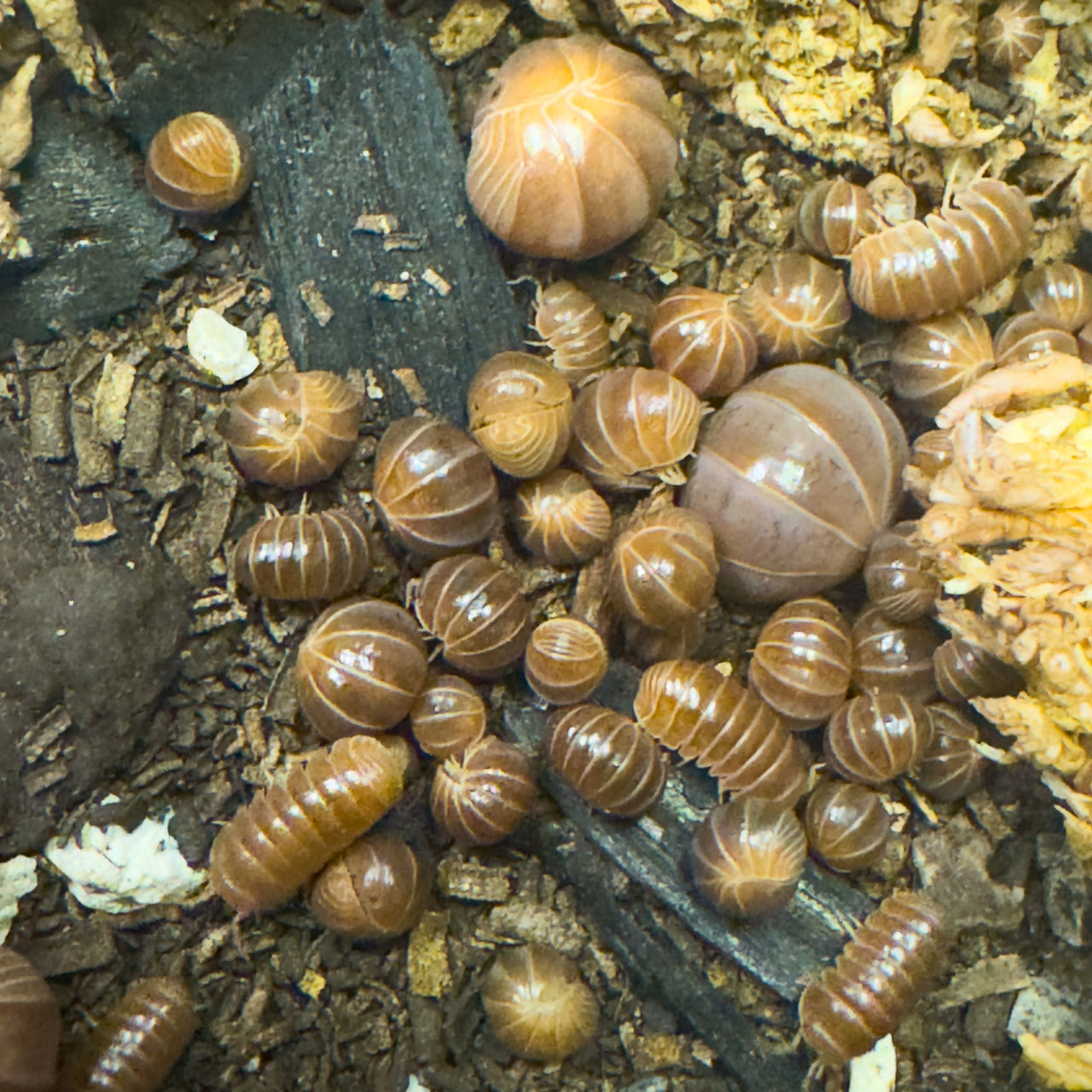Armadillo Officinalis Orange Crush Isopod