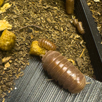 Thumbnail for Armadillo Officinalis Orange Crush Isopod