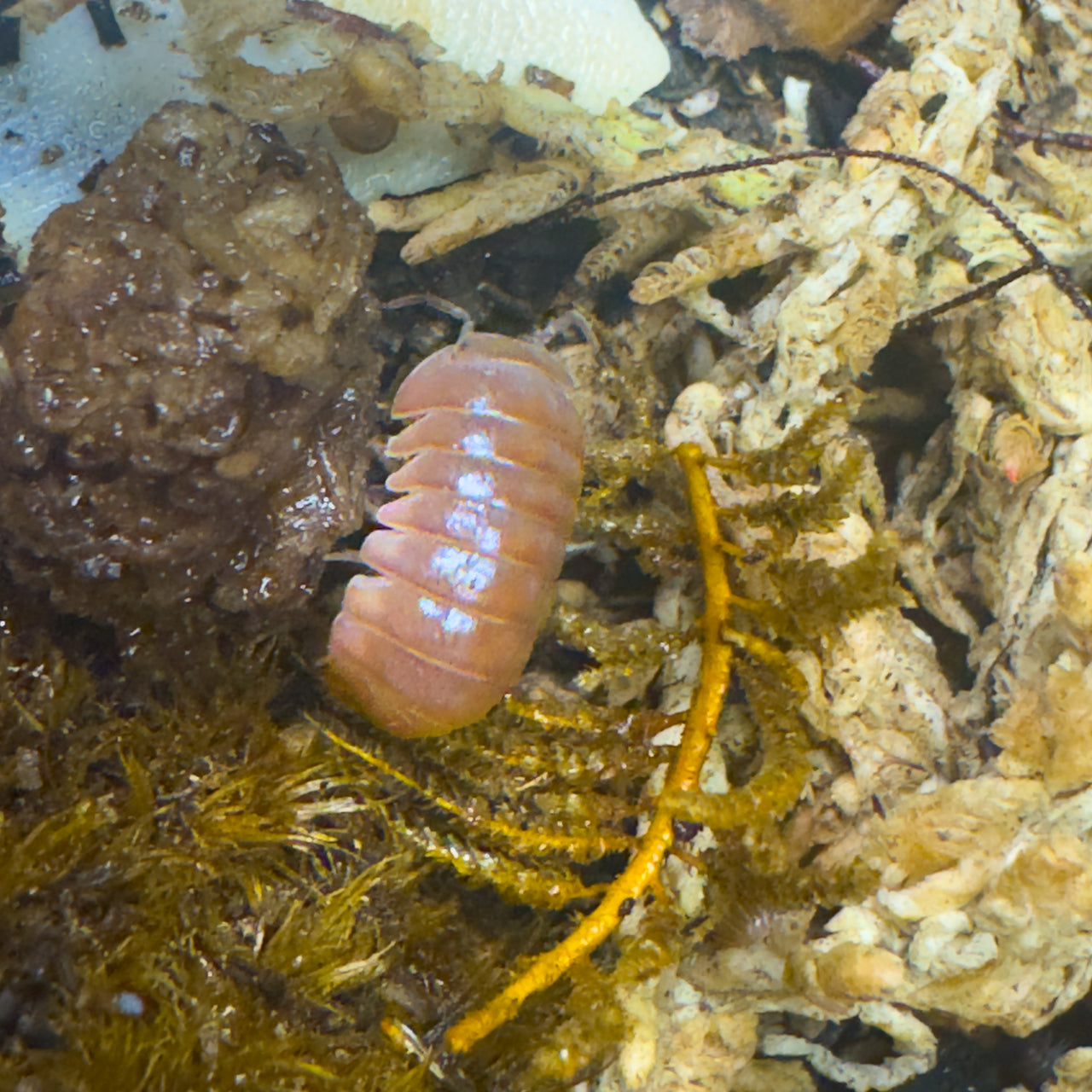 Armadillo Officinalis Orange Crush Isopod
