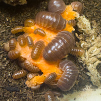 Thumbnail for Armadillo Officinalis Orange Crush Isopod