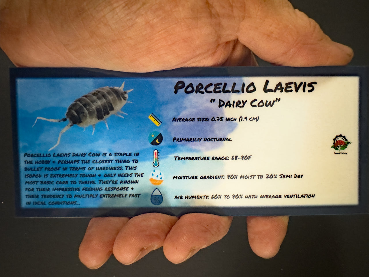 Porcellio Laevis Dairy Cow Isopod Bin Label