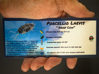 Thumbnail for Porcellio Laevis Dairy Cow Isopod Bin Label