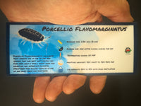 Thumbnail for Porcellio Flavomarginatus Isopod Bin Label