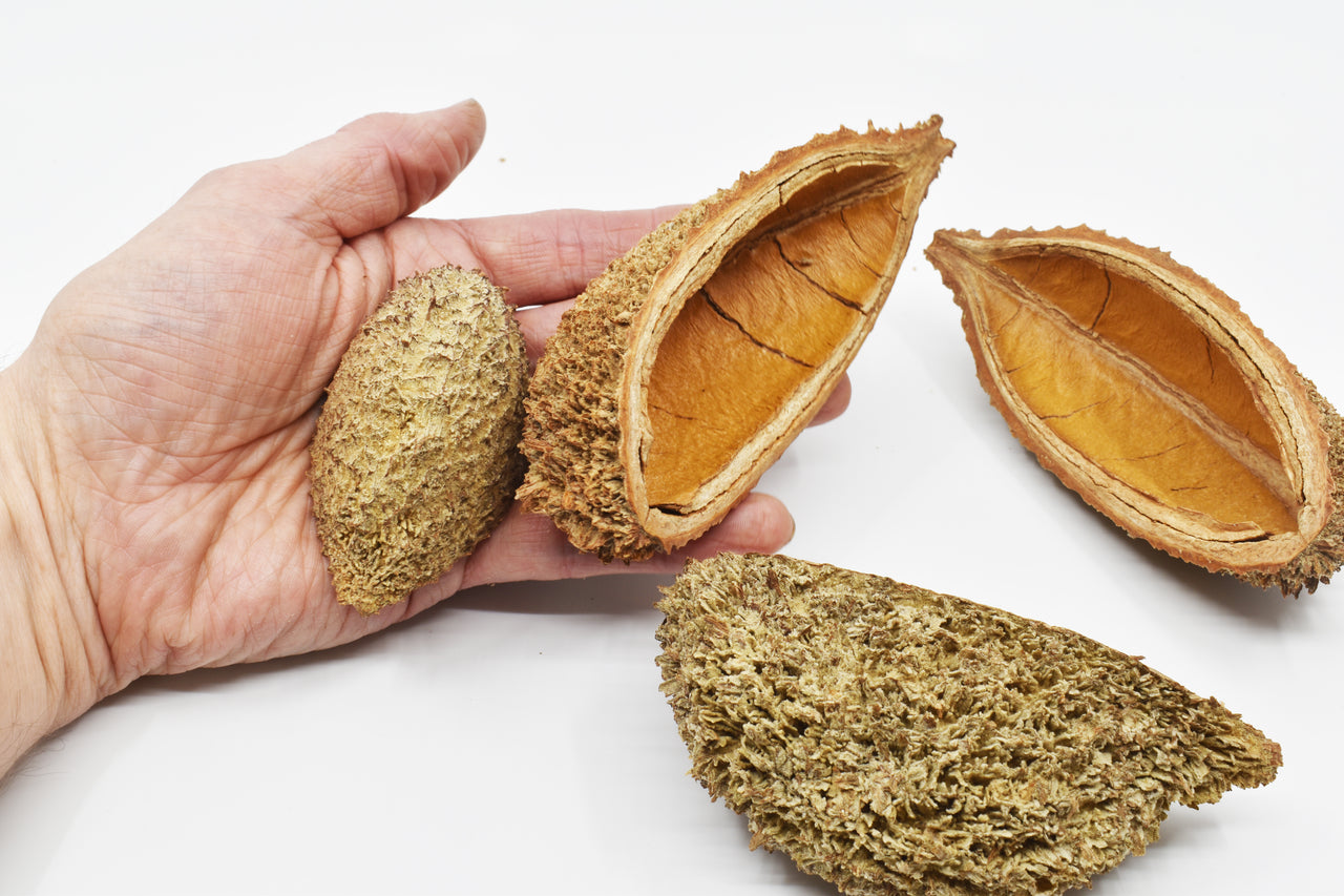Bolsa Pastor Pod Natural Terrarium Vivarium Isopod Botanical Decor