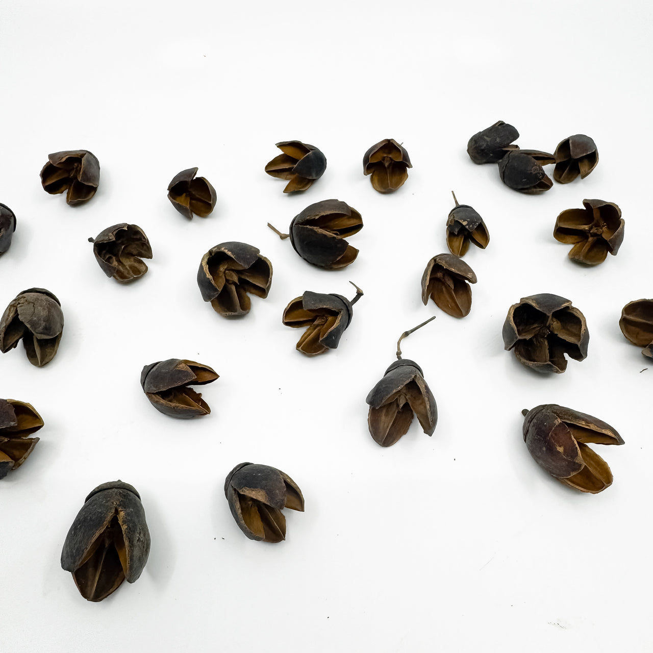 Bakuli Pods Natural Terrarium Vivarium Isopod Botanical Decor