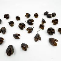 Thumbnail for Bakuli Pods Natural Terrarium Vivarium Isopod Botanical Decor