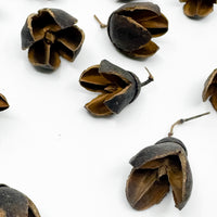 Thumbnail for Bakuli Pods Natural Terrarium Vivarium Isopod Botanical Decor