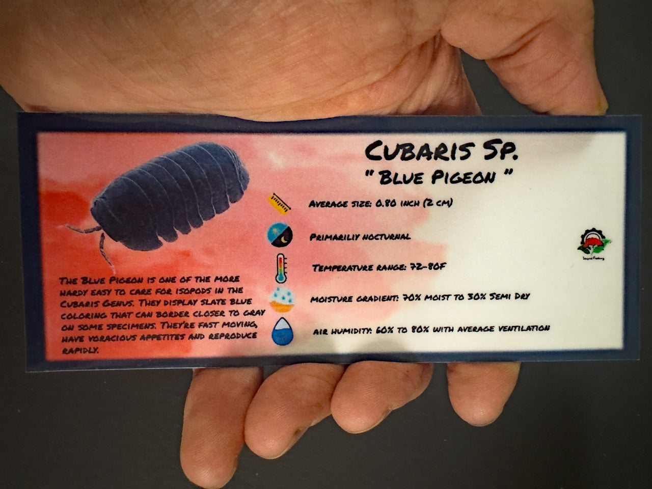 Cubaris Sp. Blue Pigeon Isopod Bin Label