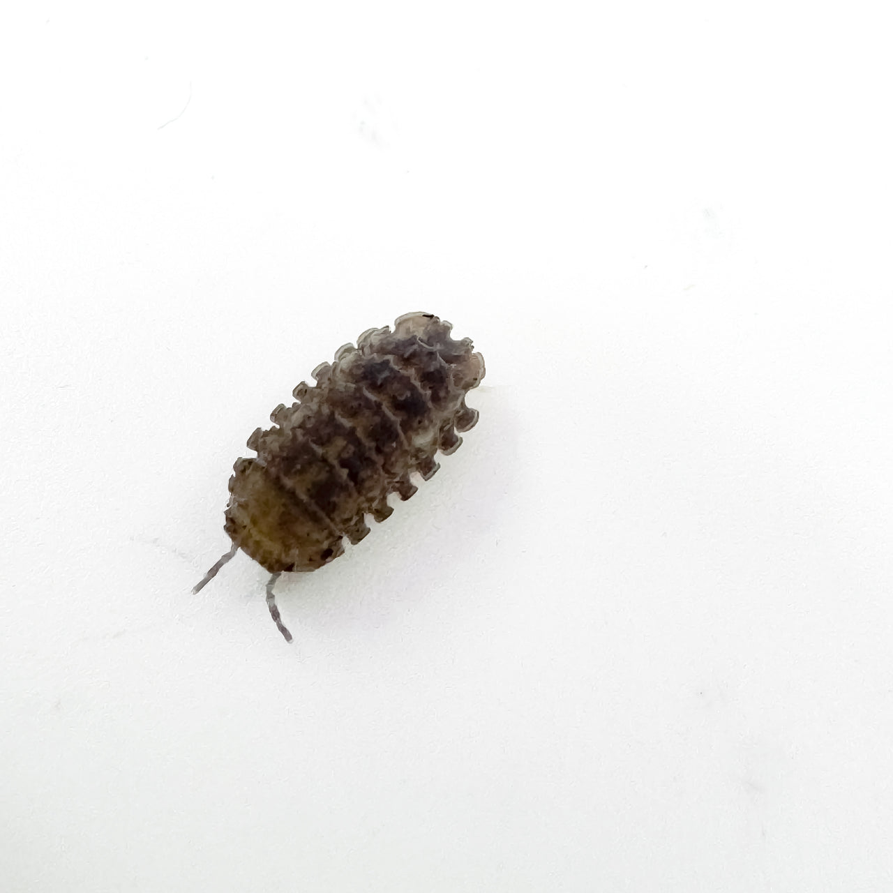 Reductoniscus Tuberculatus Borneo Gator Dwarf Isopod