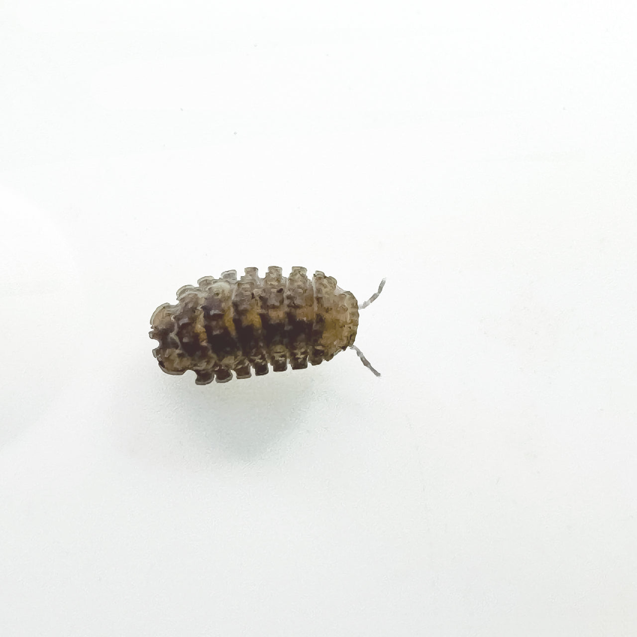 Reductoniscus Tuberculatus Borneo Gator Dwarf Isopod