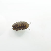 Thumbnail for Reductoniscus Tuberculatus Borneo Gator Dwarf Isopod