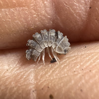 Thumbnail for Reductoniscus Tuberculatus Borneo Gator Dwarf Isopod