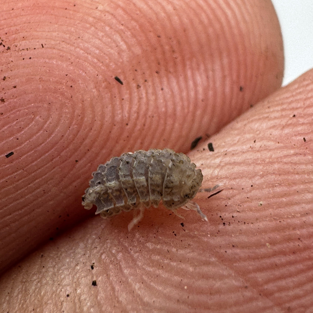 Reductoniscus Tuberculatus Borneo Gator Dwarf Isopod