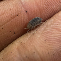 Thumbnail for Reductoniscus Tuberculatus Borneo Gator Dwarf Isopod