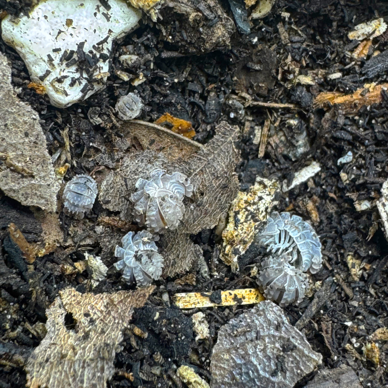 Reductoniscus Tuberculatus Borneo Gator Dwarf Isopod