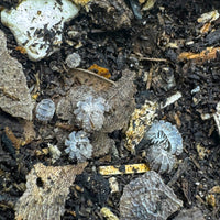 Thumbnail for Reductoniscus Tuberculatus Borneo Gator Dwarf Isopod